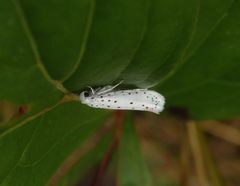 Gespinnstmotte (Yponomeuta sp.)