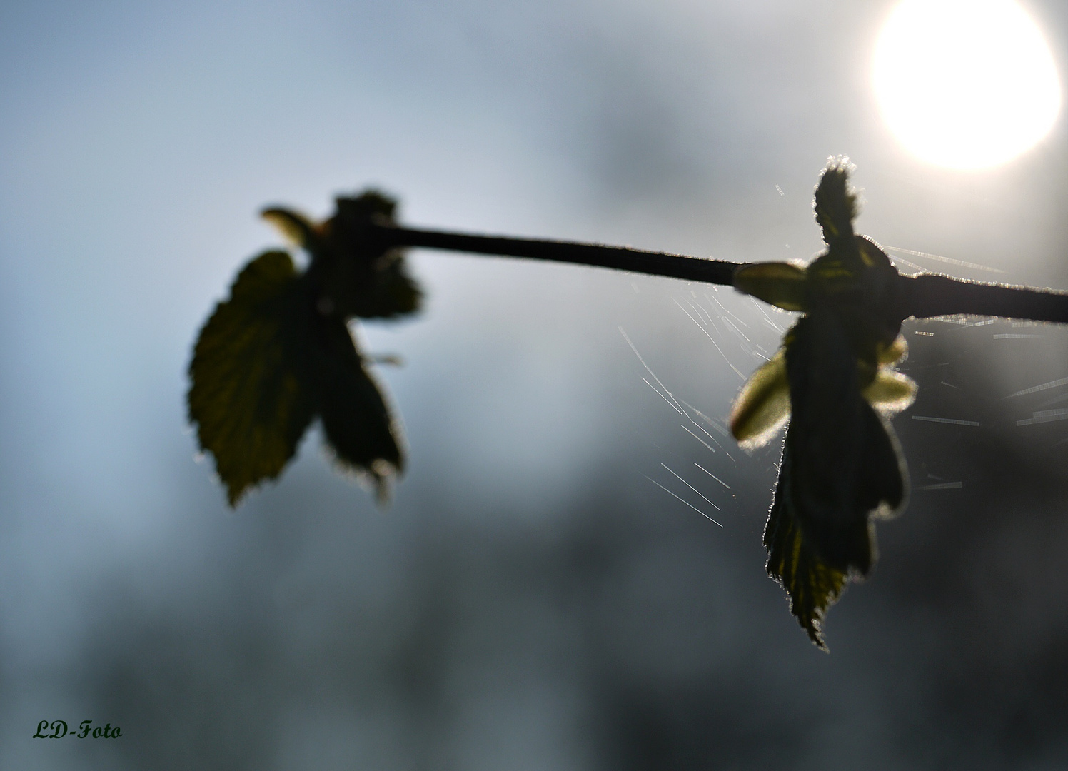 Gespinst im Gegenlicht