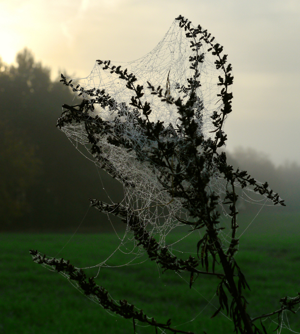 Gespinst im Nebel