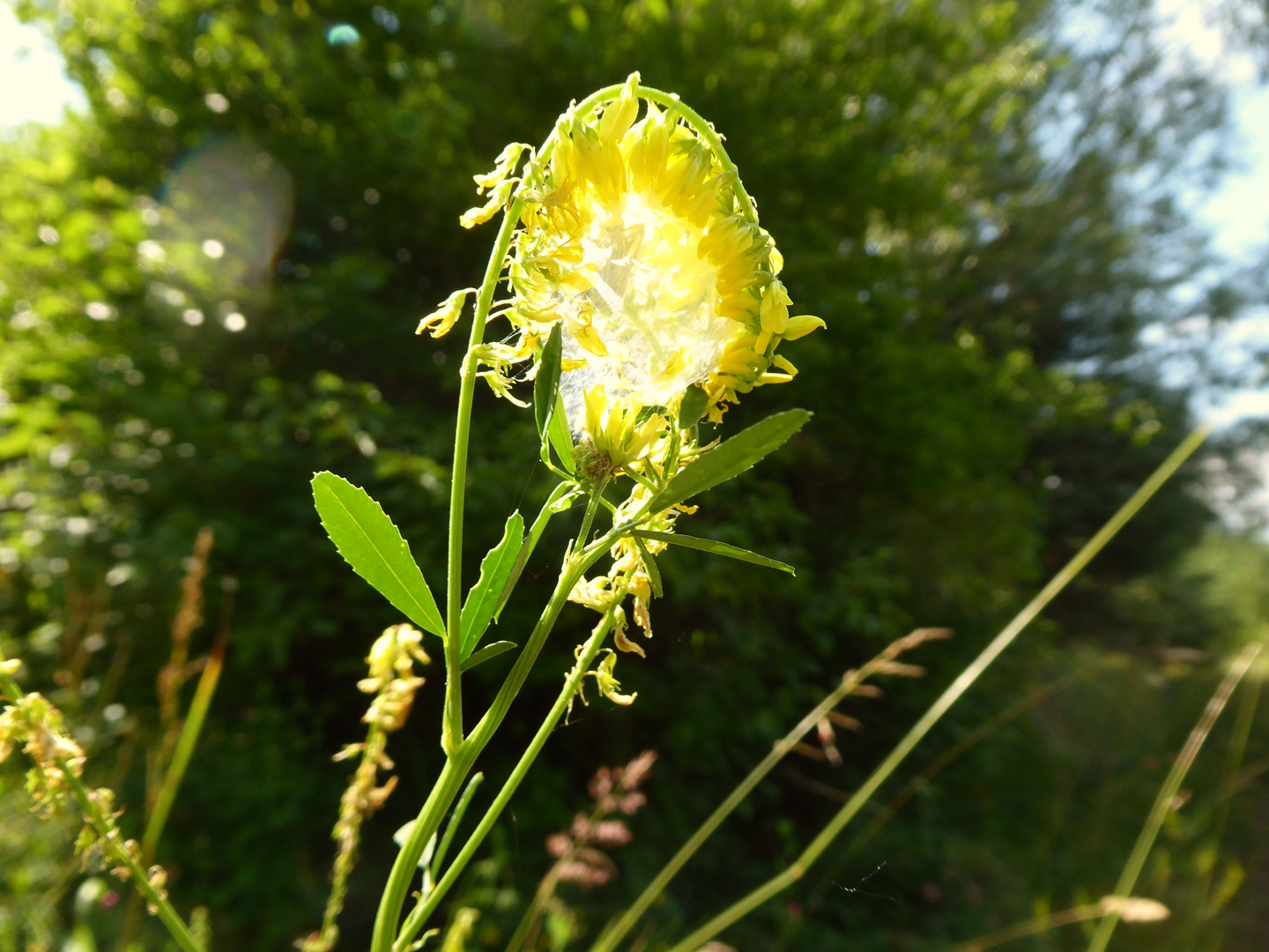 Gespinst im Sonnenlicht