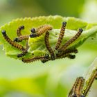 Gespinst vom Großen Fuchs