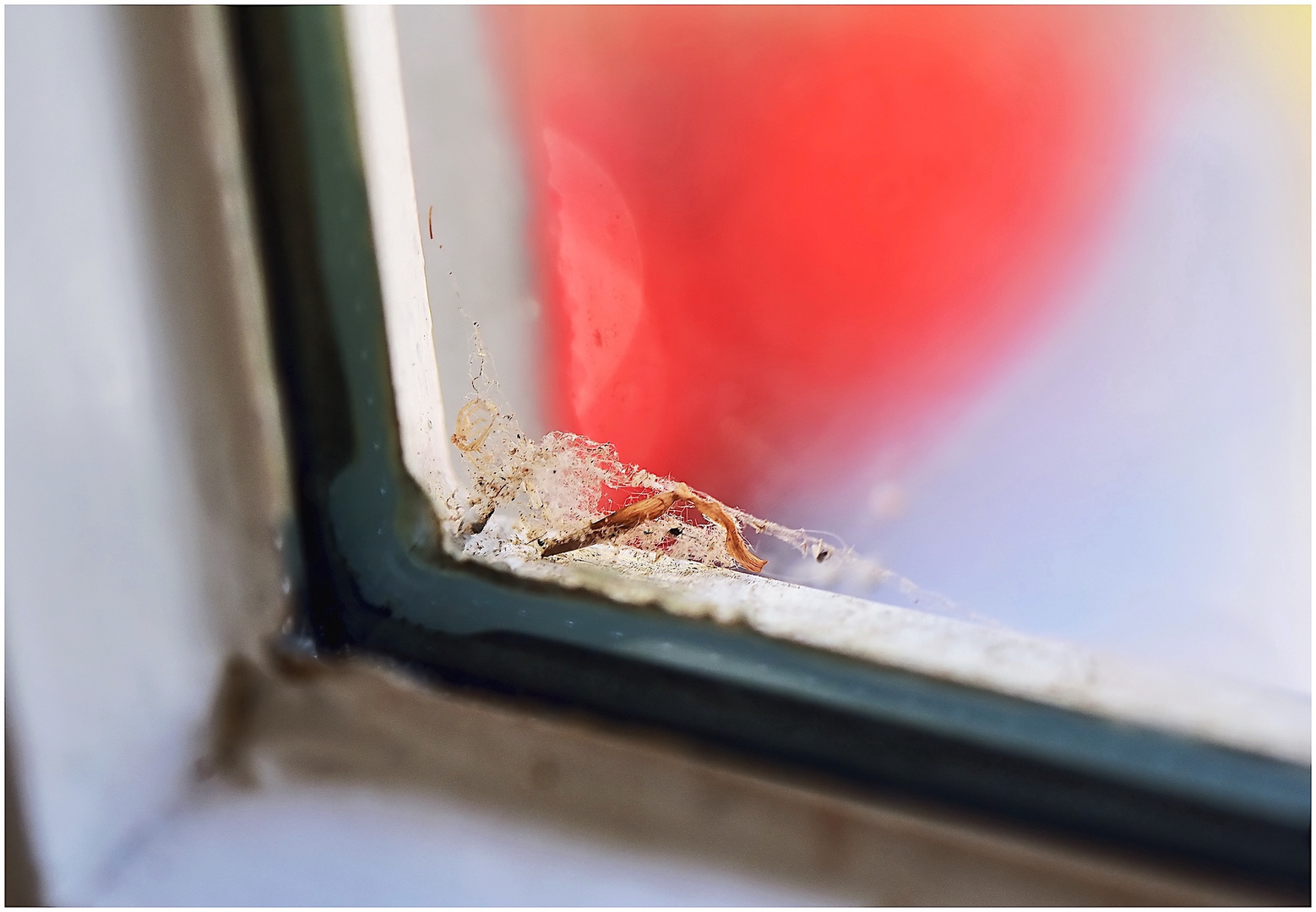 Gespinst vor dem Fenster