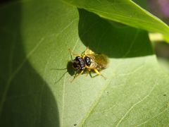 Gespinstblattwespe (Pflanzenwespe) - aber welche Art?