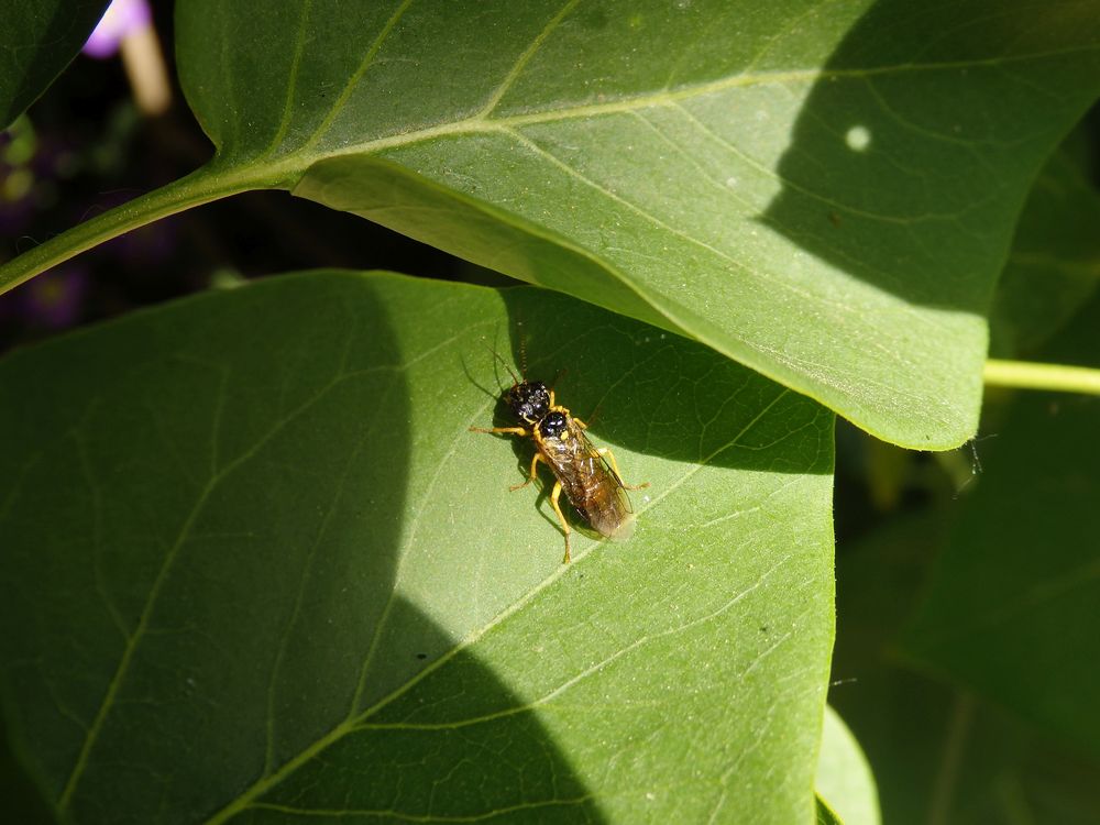 Gespinstblattwespe (Pflanzenwespe) - aber welche Art?