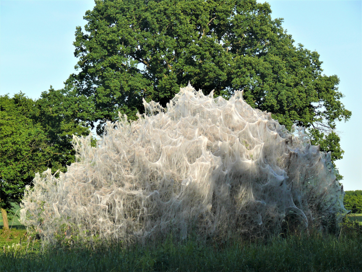 Gespinstmotte am Werkeln 