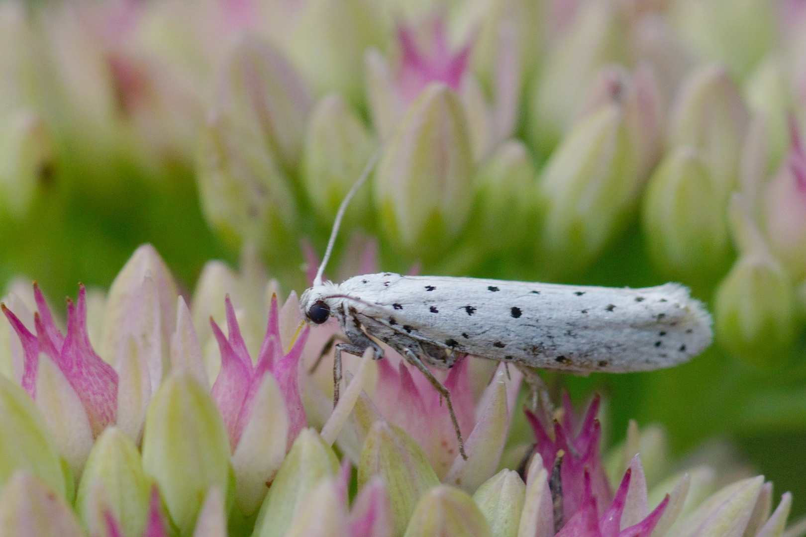 Gespinstmotte Foto & Bild | nachtfalter, butterfly, falter ...