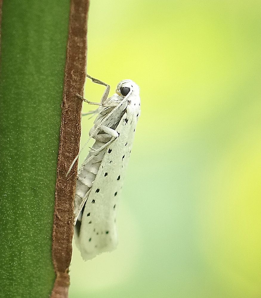 Gespinstmotte Foto & Bild | tiere, wildlife, schmetterlinge Bilder auf fotocommunity