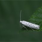 Gespinstmotte (Yponomeuta padella, Y. malinellus oder Y. cagnagella)