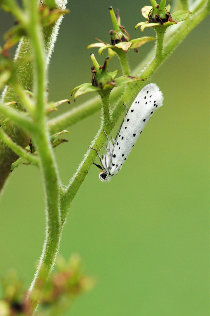 Gespinstmotte (Yponomeuta sp.)