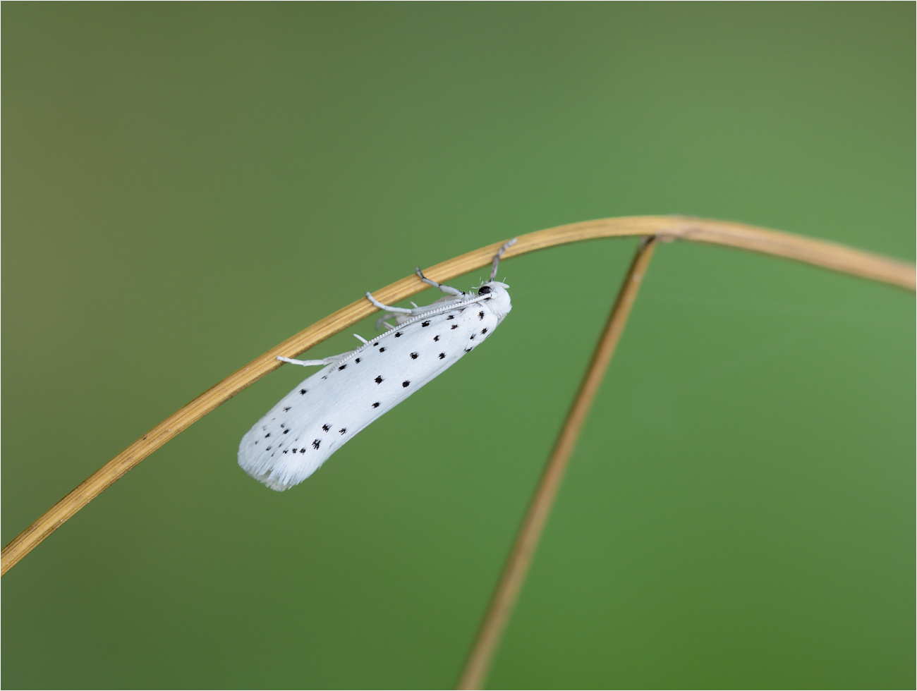 Gespinstmotte (Yponomeuta spec.)