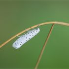 Gespinstmotte (Yponomeuta spec.)