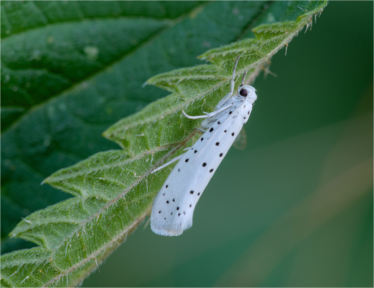 Gespinstmotte (Yponomeuta spec.)