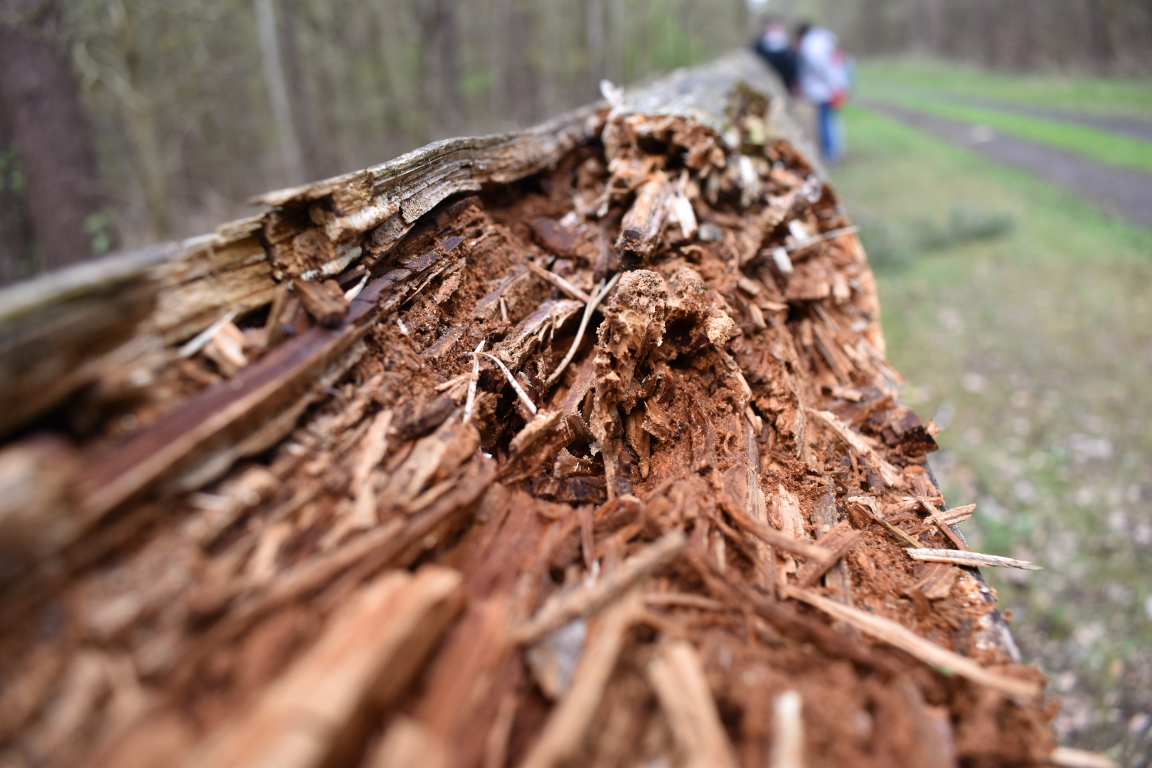 Gesplitterter Baum 