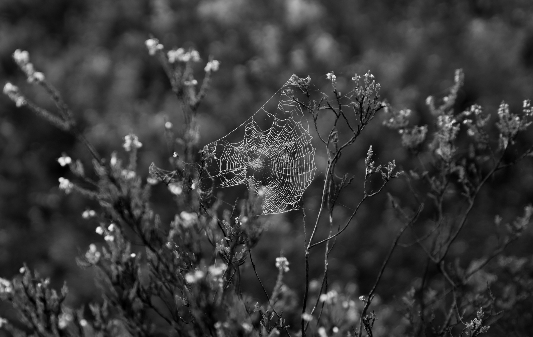 Gesponnenes in der  Heide