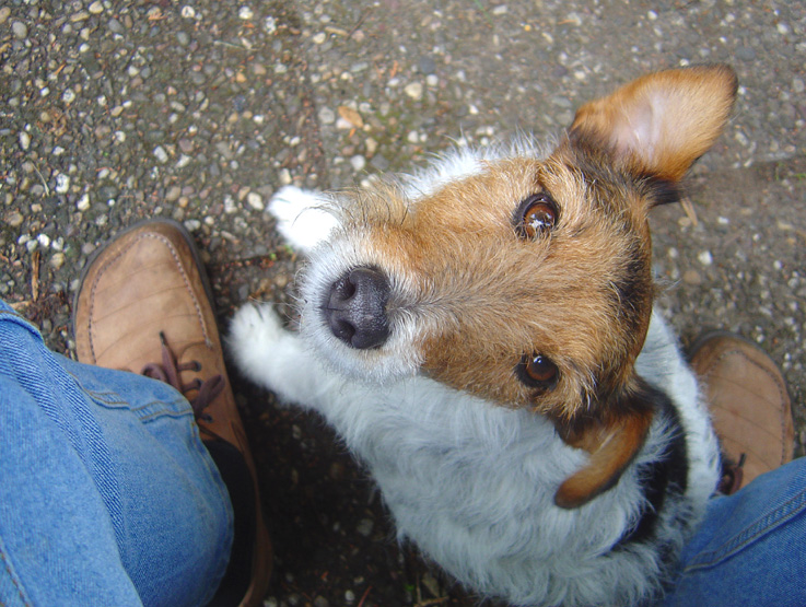 Gespräch mit dem Hund