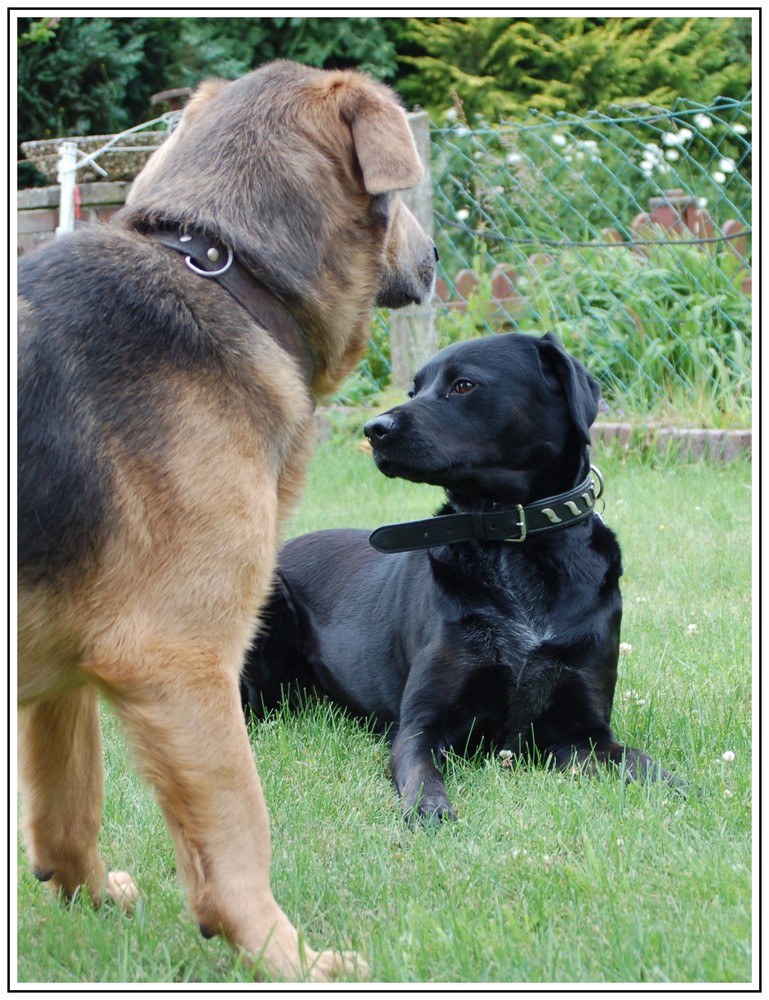 Gespräch unter Hunden