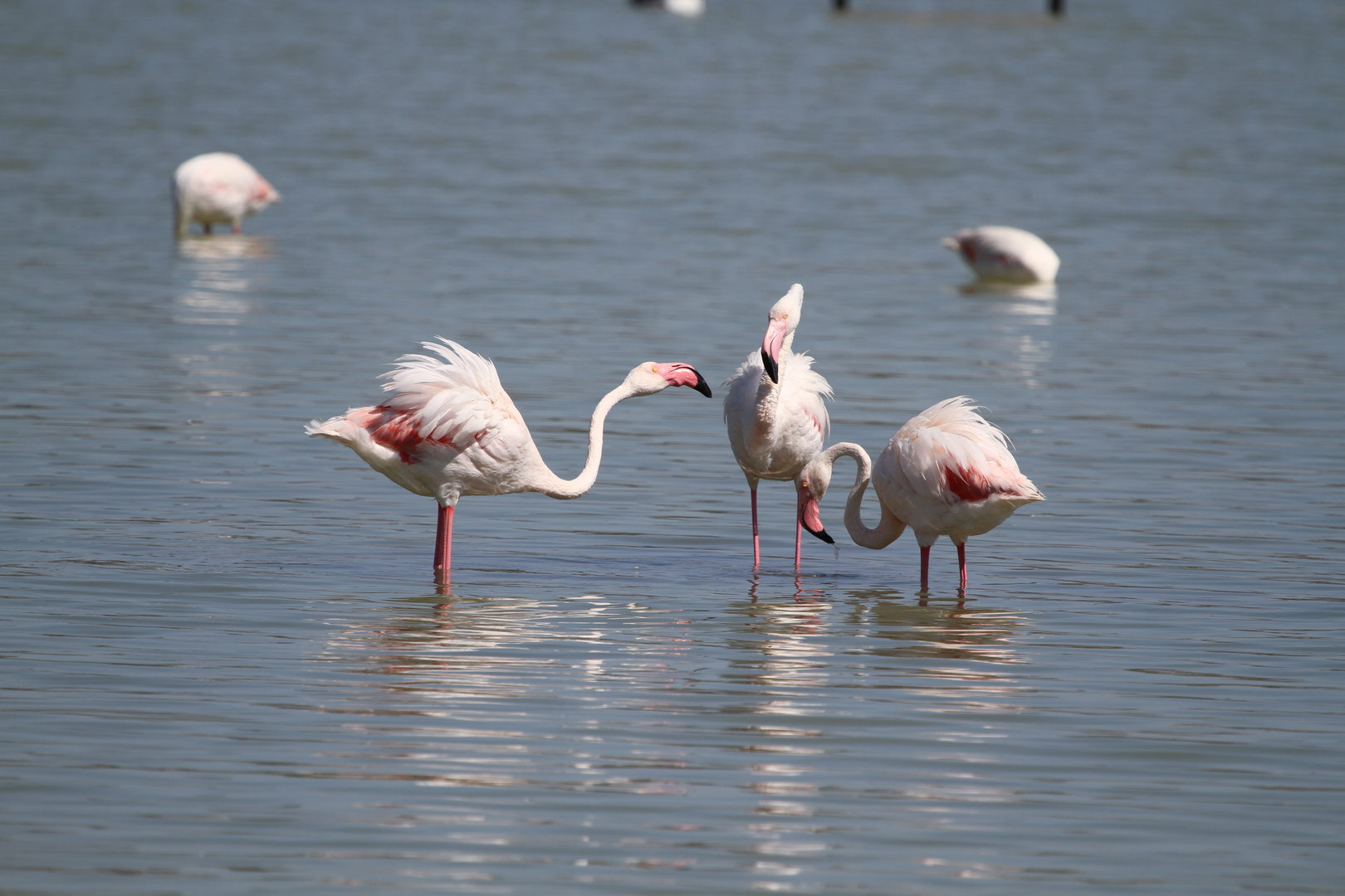 Gespräch zwischen dem flamingos