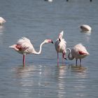 Gespräch zwischen dem flamingos