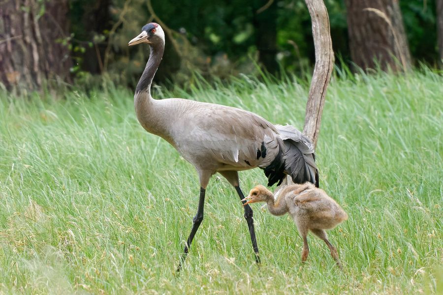 Gespräch zwischen Küken und Elternteil