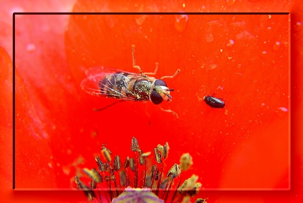 Gespräche im Klatschmohn zu lauschen...