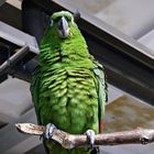 Gesprächiger Papagei
