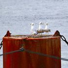 Gesprächsrunde an der Schleuse...