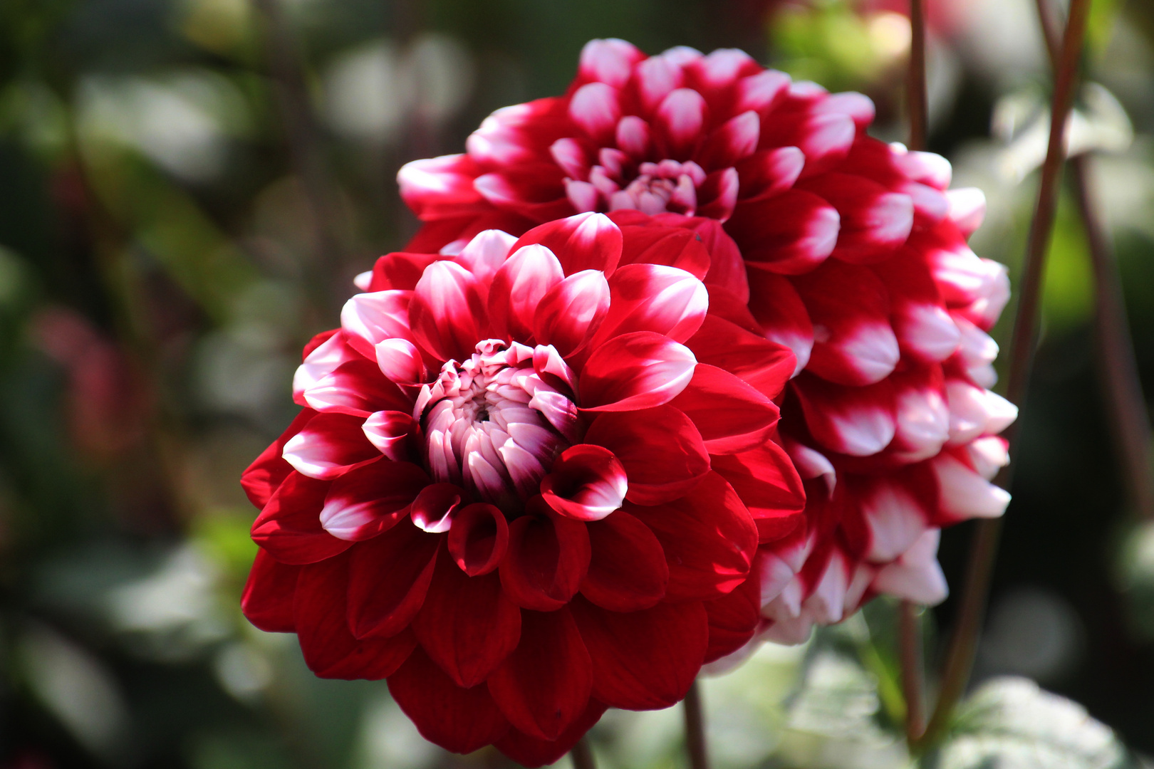 Gesprengelte Dahlien Blüte