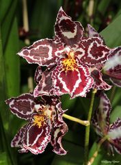gesprenkelte Orchidee