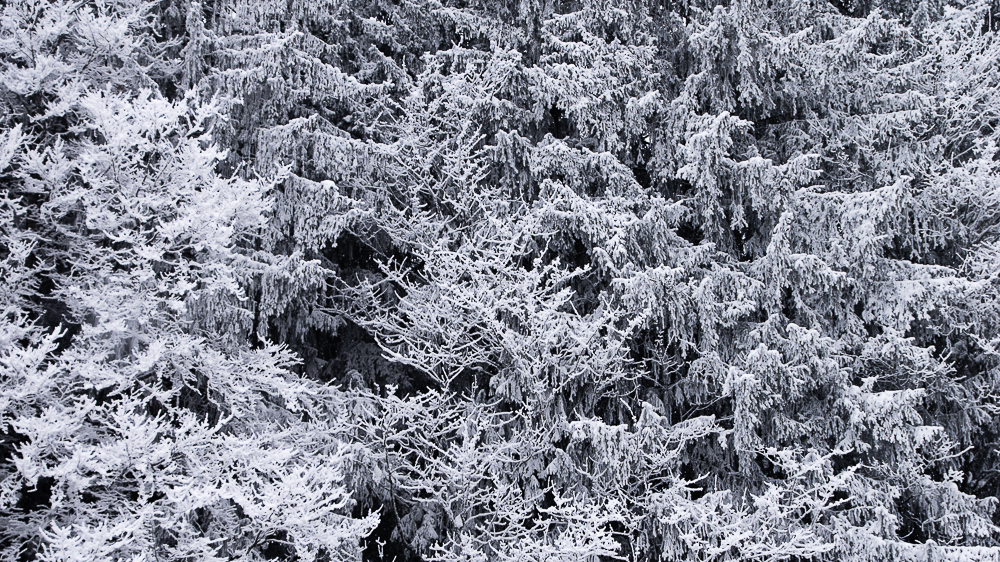 Gespür für Schnee (2)