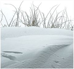 ...Gespür für Schnee