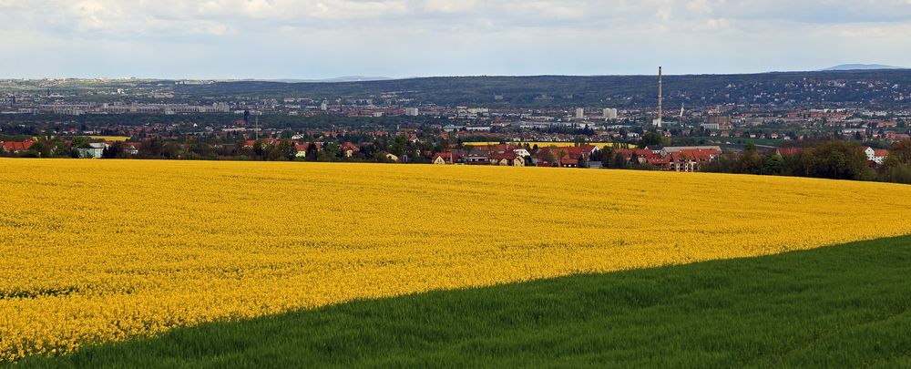 Gestaffelter Dresdenblick im Mai...