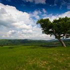 Gestalltet durch den Wind