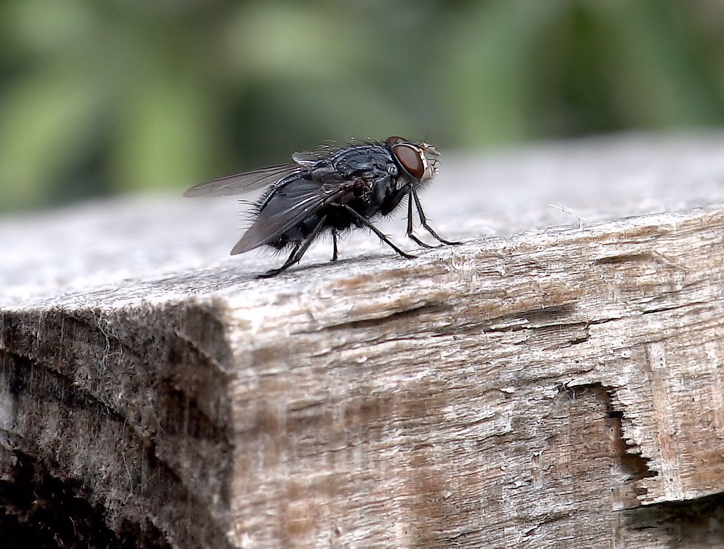 Gestandene Fliege, geschlagenes Holz...