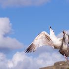 Gestartet auf der Jagd nach dem Futter - wehe mir kommt jemand in die Quere!