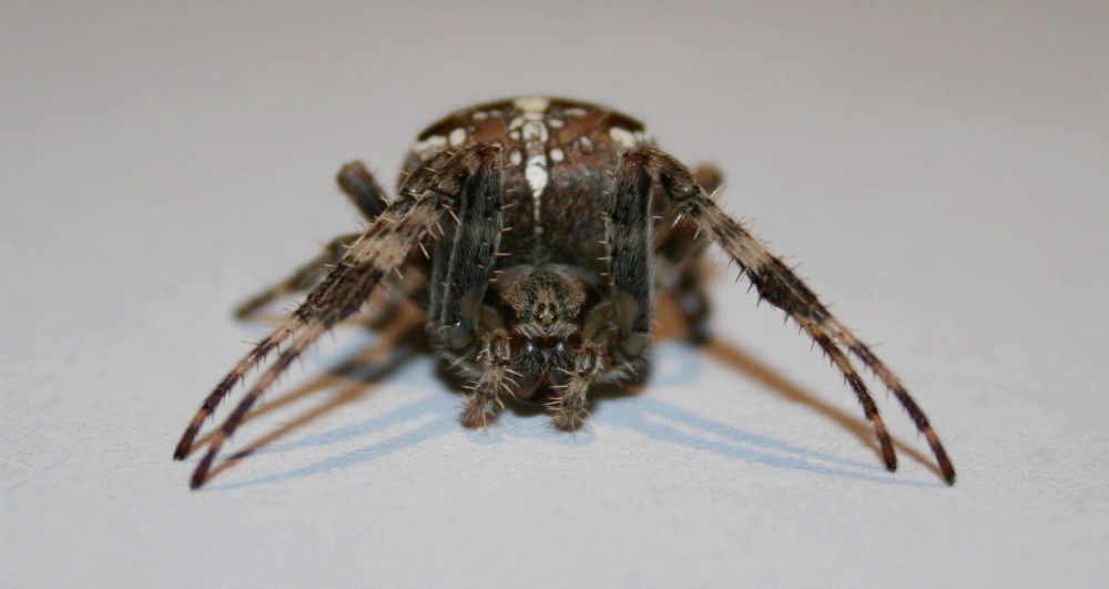 gestatten, ARANEUS DIADEMATUS