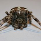 gestatten, ARANEUS DIADEMATUS