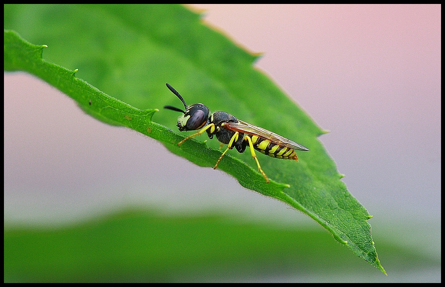 Gestatten Bienenwolf