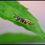 Gestatten Bienenwolf