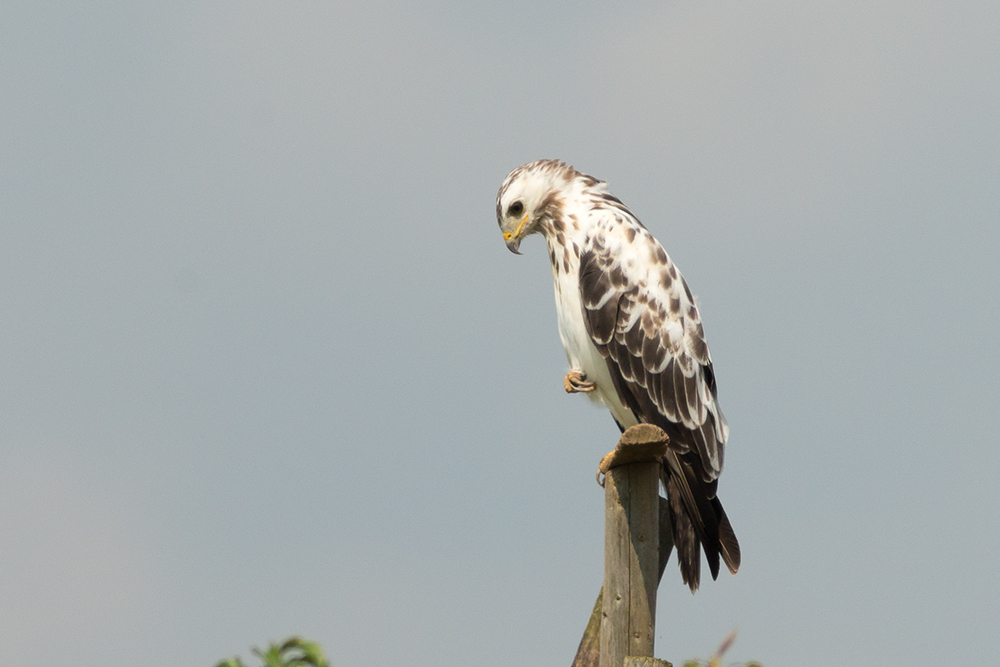 Gestatten - Buteo buteo