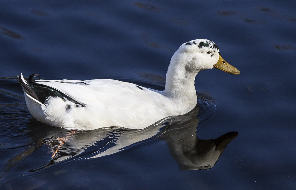 Gestatten, Duck.