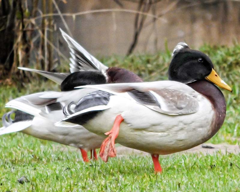 Gestatten: Duck .....Duck Punker