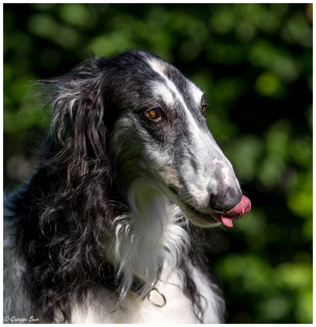 Gestatten: Ed von Schleck.