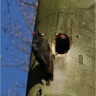 Gestatten: Ehepaar Schwarzspecht