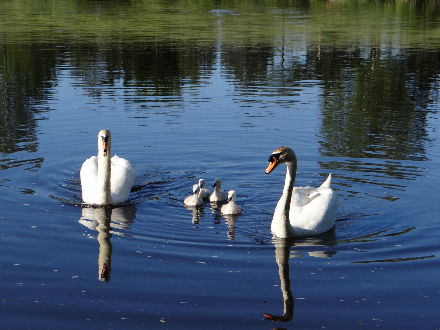 gestatten, Familie Schwan komplett