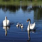 gestatten, Familie Schwan komplett