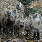 "Gestatten, Familie Wildschwein"...