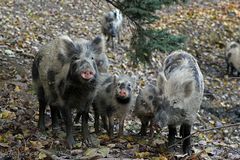 "Gestatten, Familie Wildschwein"...