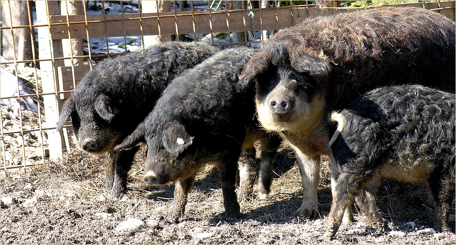 Gestatten, Familie Wollschwein