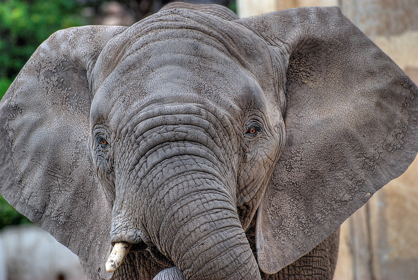 Gestatten Fant, Elefant