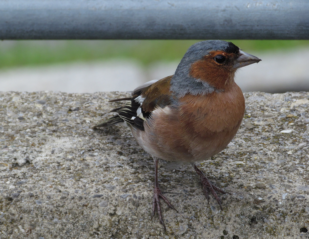 Gestatten Fink, Buchfink